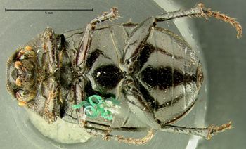 Media type: image;   Entomology 24793 Aspect: habitus ventral view